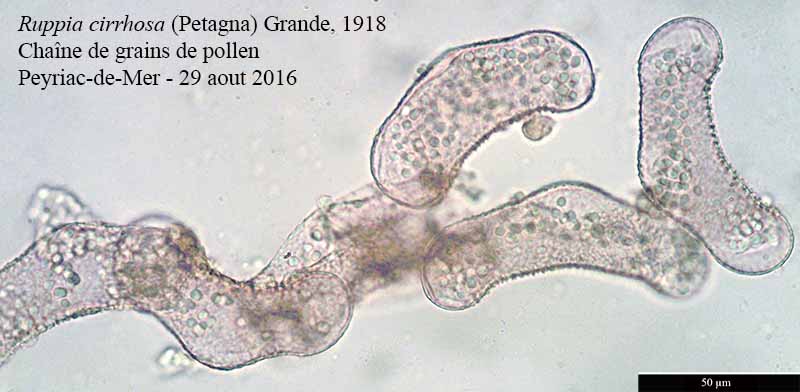 Ruppia cirrhosa (Petagna) Grande, 1918 #46738