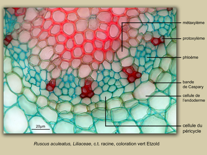 Ruscus aculeatus racine, histologie, histology #23611