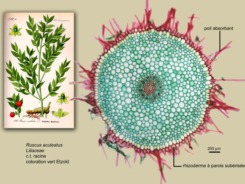 Ruscus aculeatus racine, histologie, histology #23609