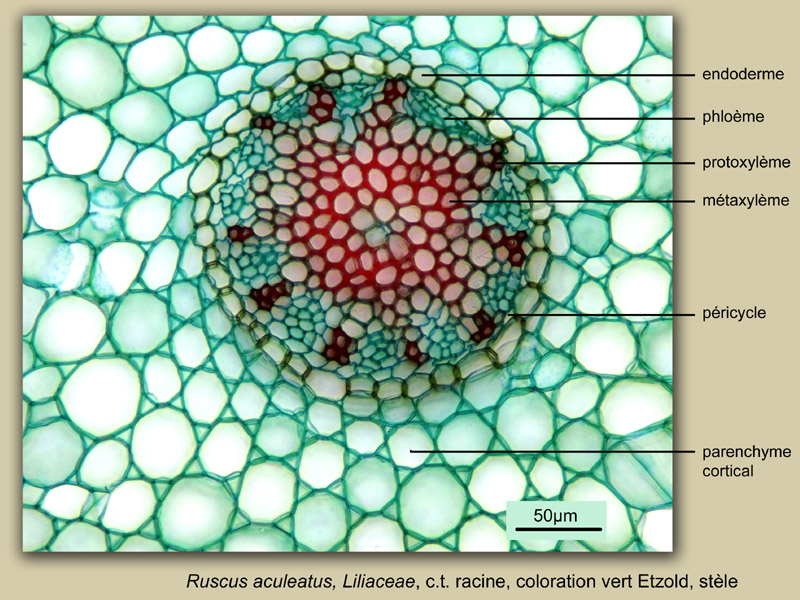Ruscus aculeatus racine, histologie, histology #23610