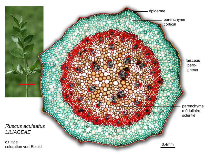 Ruscus aculeatus, histologie. #17295