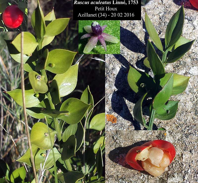 Ruscus aculeatus #43922