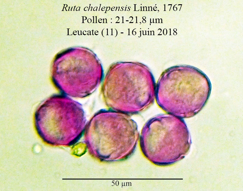 Ruta chalepensis #55176