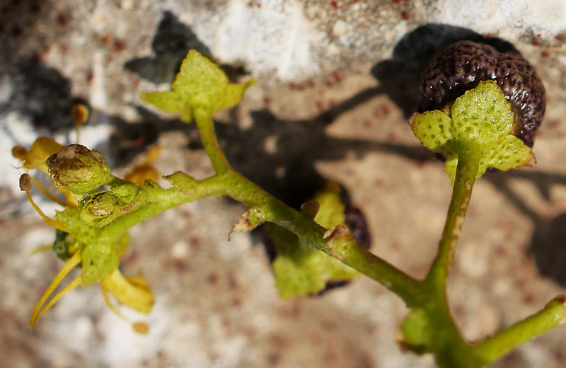 Ruta chalepensis #55168