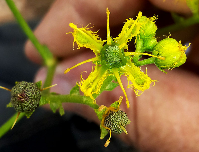 Ruta chalepensis #55166