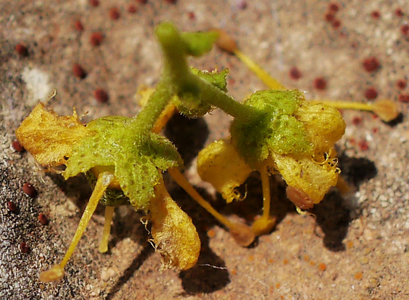 Ruta chalepensis #55167