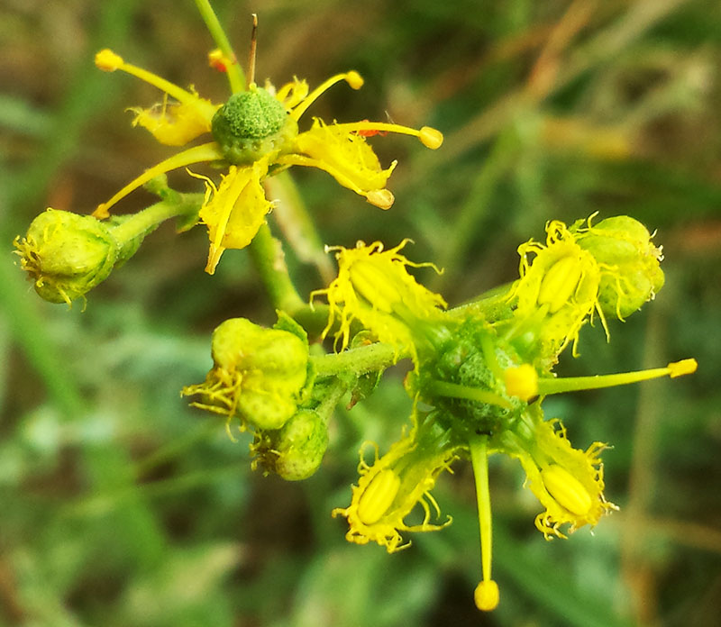 Ruta chalepensis #55164