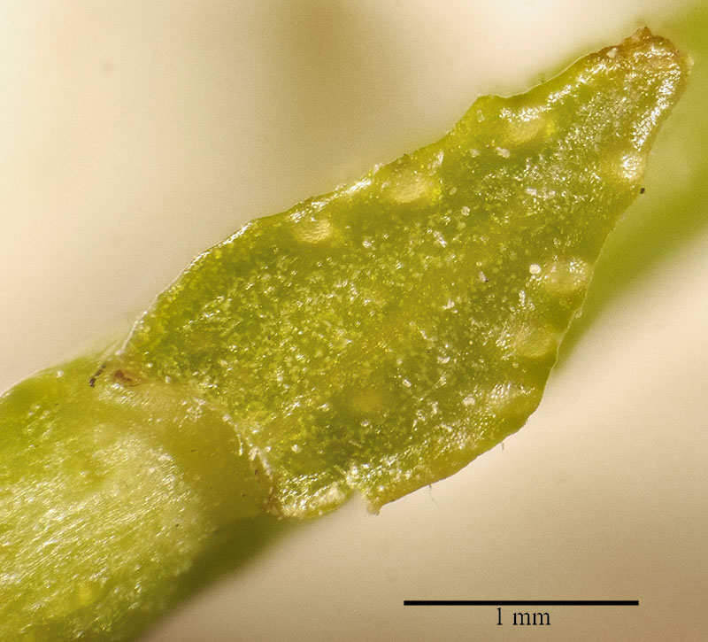 Ruta chalepensis #55171