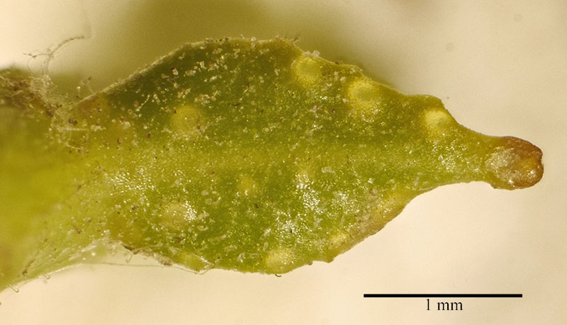 Ruta chalepensis #55170