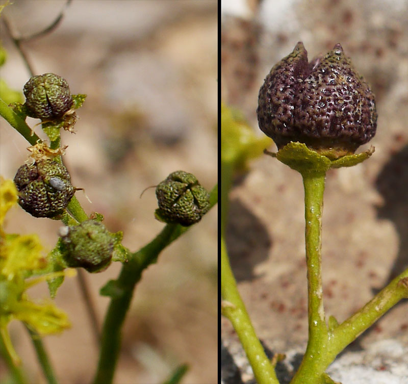 Ruta chalepensis #55172