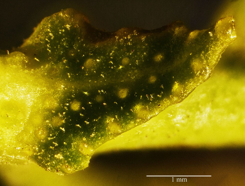Ruta chalepensis #55169