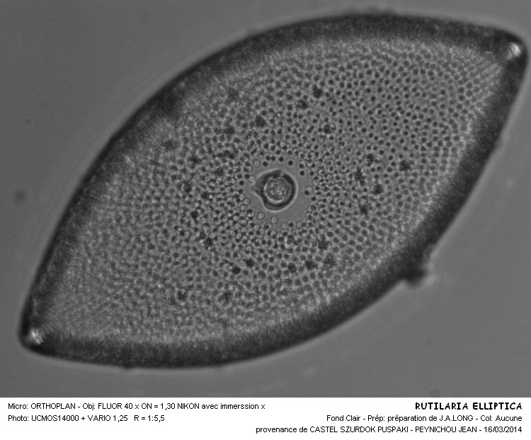 RUTILARIA ELLIPTICA #36791