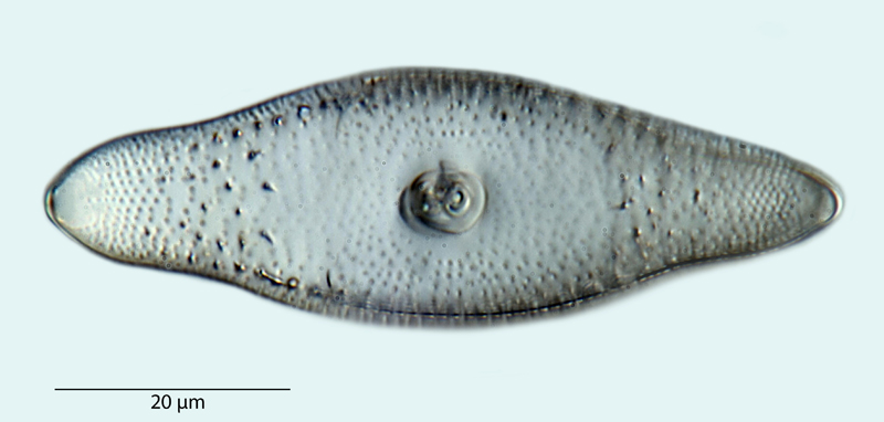 Rutilaria philippinarum #41991