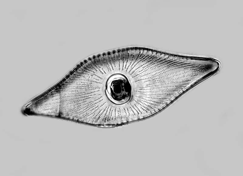Rutilaria radiata Gr.& St. #50528