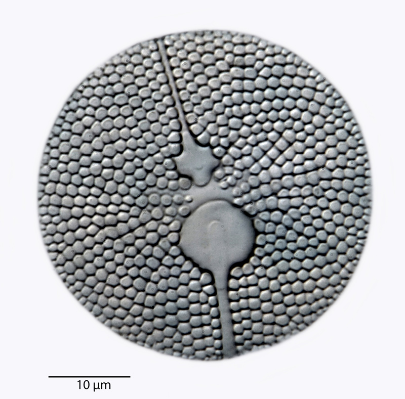 Rylandsia inaequiradiata #42233