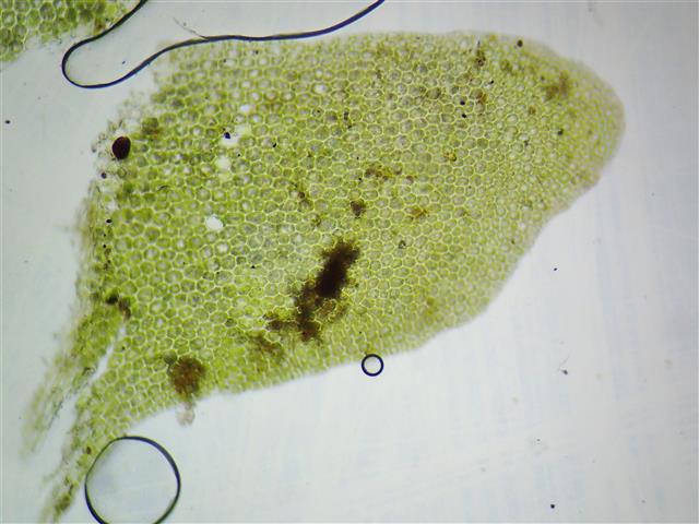 Saccogyna viticulosa (L.) Dumort #61943