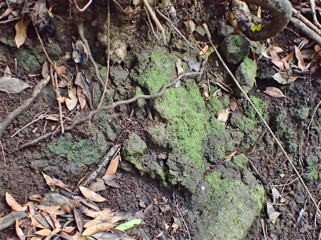 Saccogyna viticulosa (L.) Dumort #61939