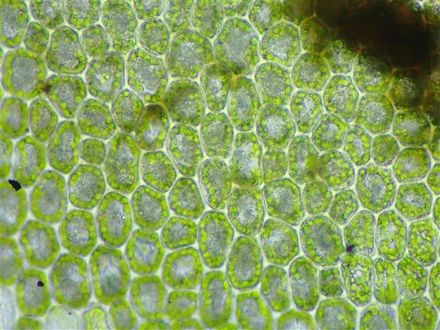 Saccogyna viticulosa (L.) Dumort #61945