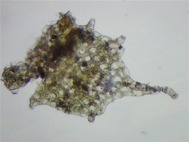 Saccogyna viticulosa (L.) Dumort #61944