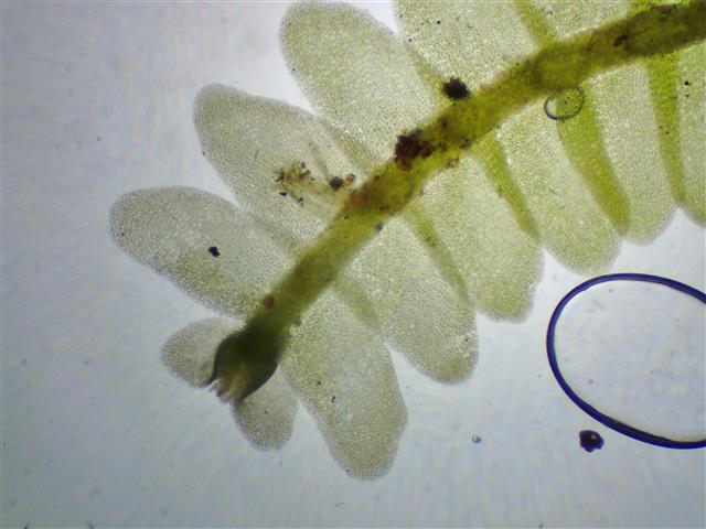 Saccogyna viticulosa (L.) Dumort #61942