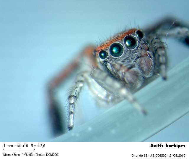 Saitis barbipes #27083