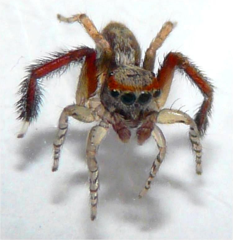 Saitis barbipes - Salticidae - 4,5 mm. Une beauté #5431