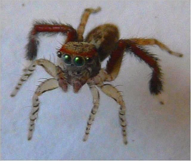 Saitis barbipes - Salticidae - 4,5 mm. Une beauté #5432