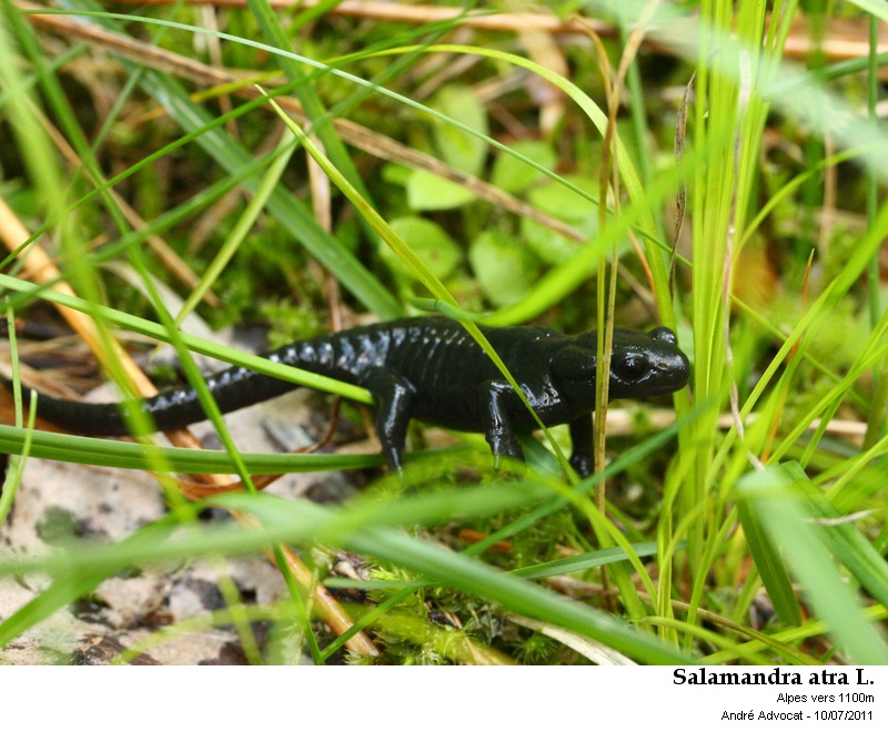 Salamandra atra Laurentia 1768 (Salamandre noire) #23555