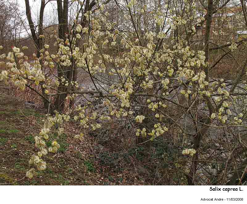 Salix caprea L. (Saule Marsault) #2847