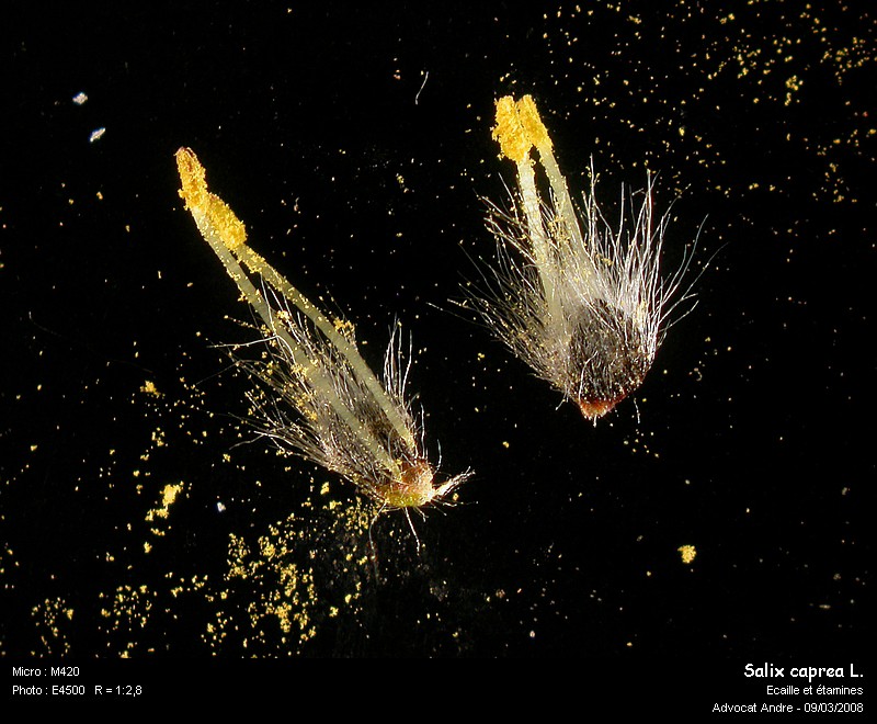 Salix caprea L. (Saule Marsault) #2850