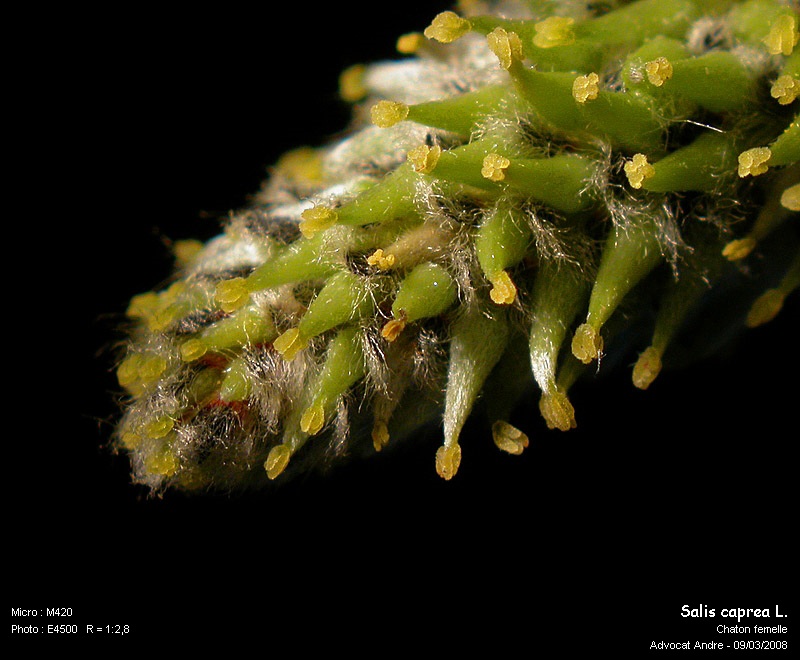 Salix caprea L. (Saule Marsault) #2849