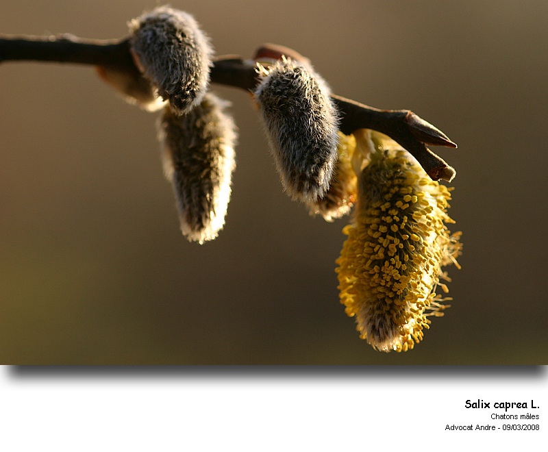 Salix caprea L. (Saule Marsault) #2848