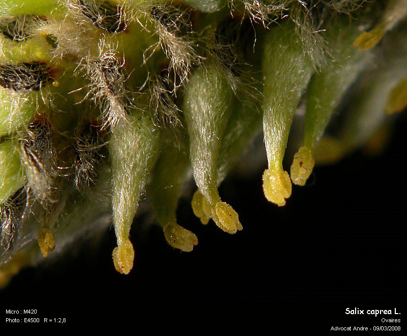 Salix caprea L. (Saule Marsault) #2851