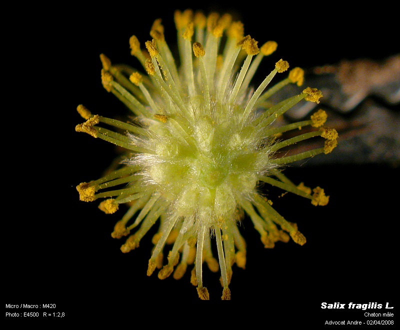 Salix fragilis L. (Saule fragile, Bruchweide) #3361