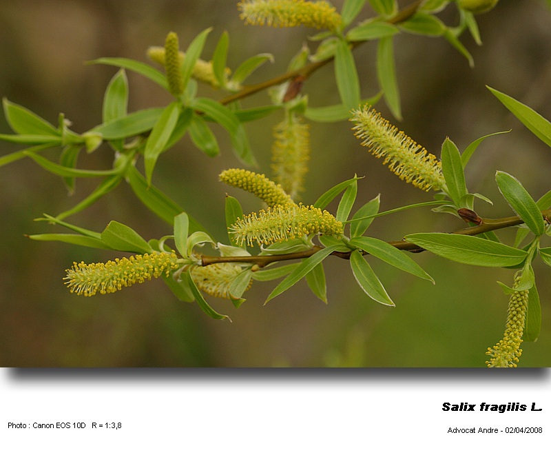 Salix fragilis L. (Saule fragile, Bruchweide) #3357