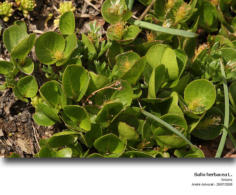 Salix herbacea L. (Saule herbacé) #6815