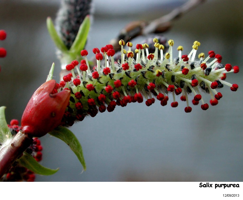 Salix purpurea L. #49207