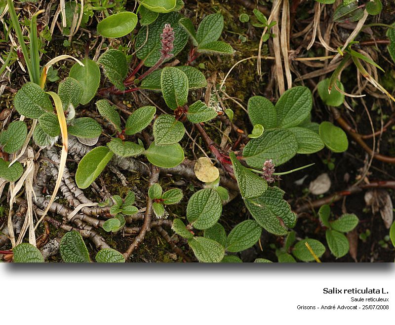 Salix reticulata L. #6816