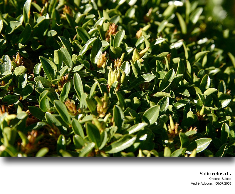 Salix retusa L. #6821