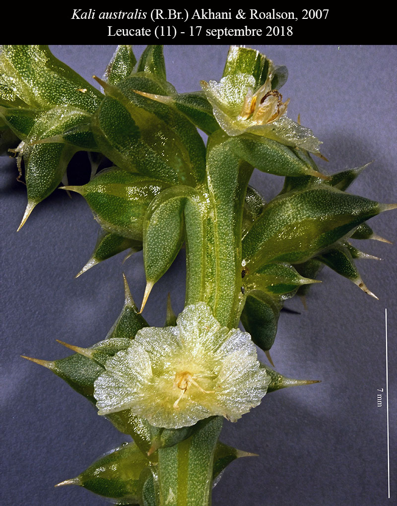 Salsola squarrosa subsp. controversa = Kali australis #56505