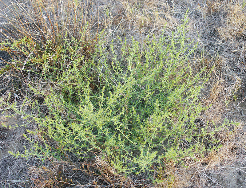 Salsola squarrosa subsp. controversa = Kali australis #67798