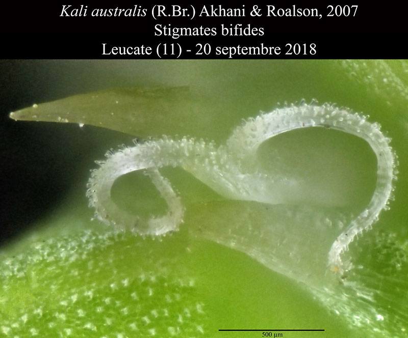 Salsola squarrosa subsp. controversa = Kali australis #56500