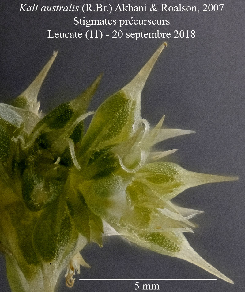Salsola squarrosa subsp. controversa = Kali australis #56499