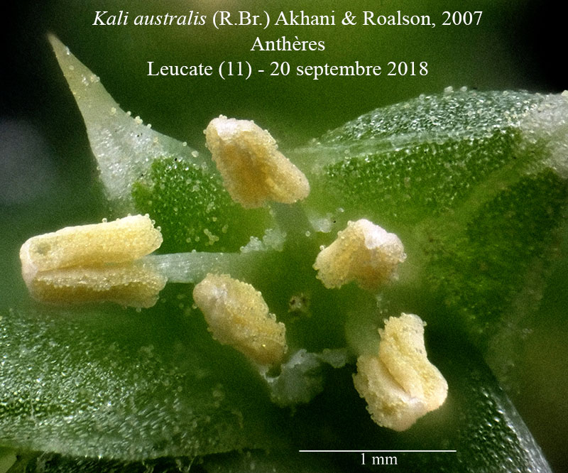Salsola squarrosa subsp. controversa = Kali australis #56503