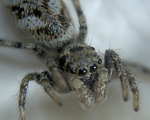 Salticus scenicus (Panzer) - Salticidae #2464