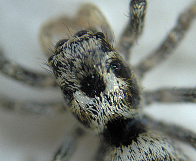 Salticus scenicus (Panzer) - Salticidae #2466