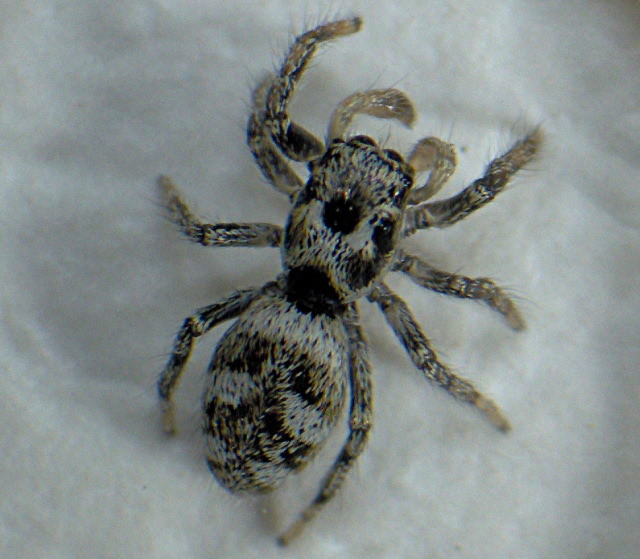 Salticus scenicus (Panzer) - Salticidae #2465