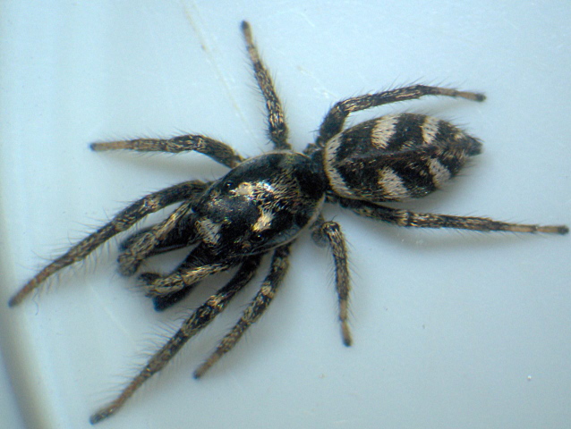 Salticus scenicus (Panzer) - Salticidae #9931