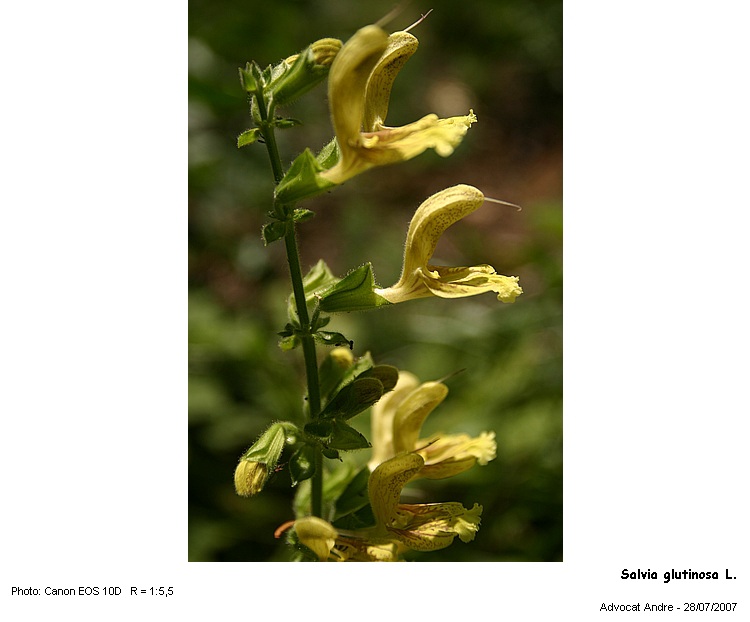 Salvia glutinosa L. #8378