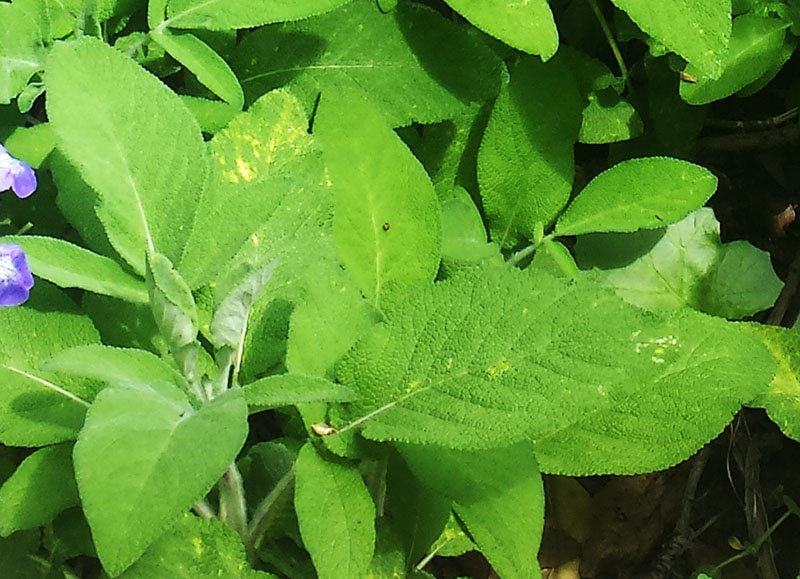 Salvia interrupta #54917